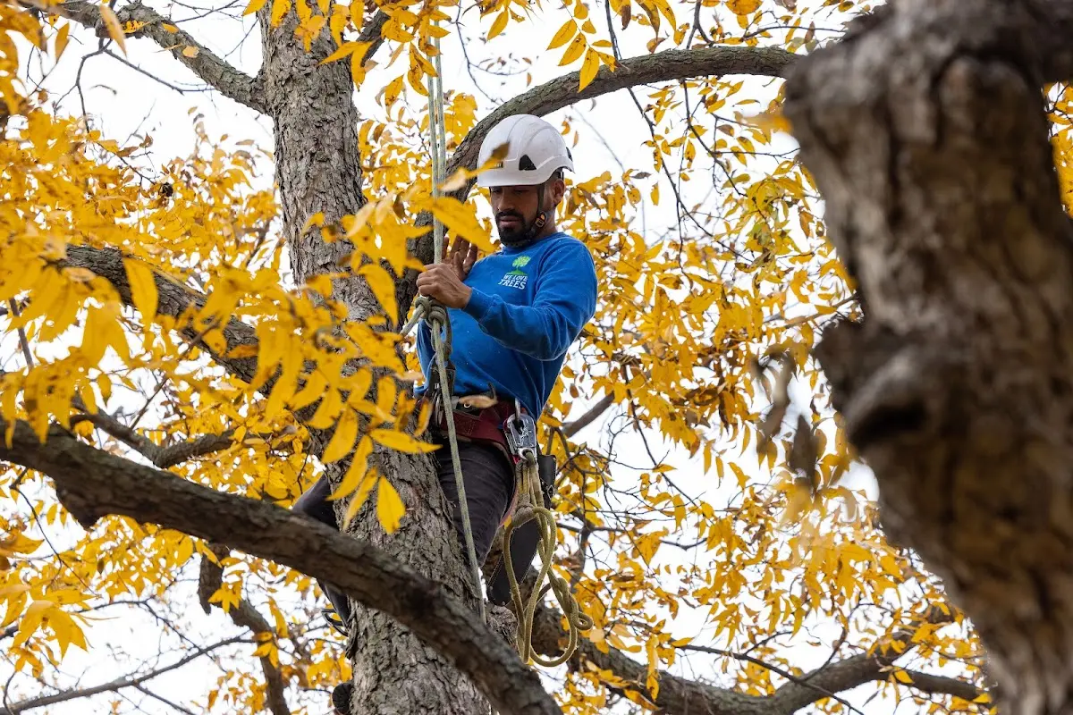 Skilled Tree Transplanting crew working in Addy